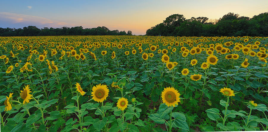 Sunflower field at sunset Photograph by Jack Nevitt
