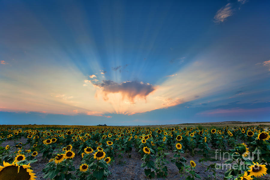 Sunflower Field at Sunset Photograph by Jim Garrison