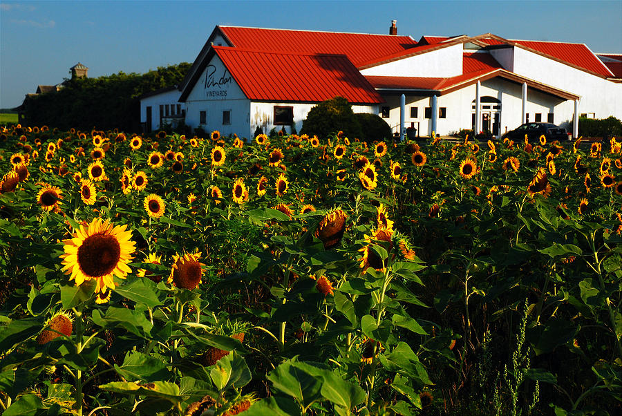 Sunflower Field at Winery Photograph by James Kirkikis