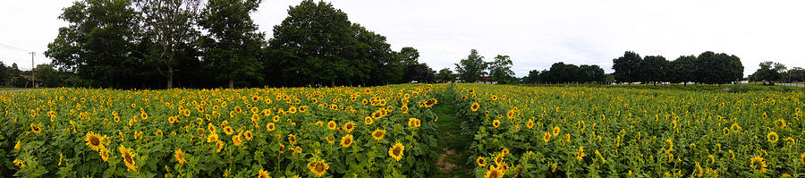 Sunflower Field Photograph by Bill Cannon