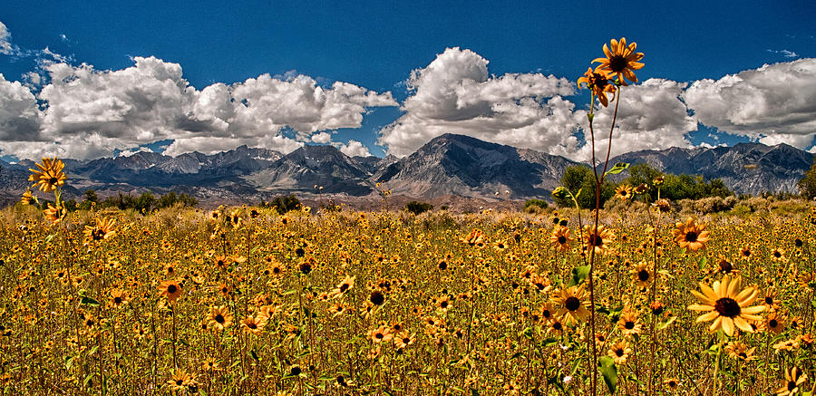 Sunflower Field Photograph