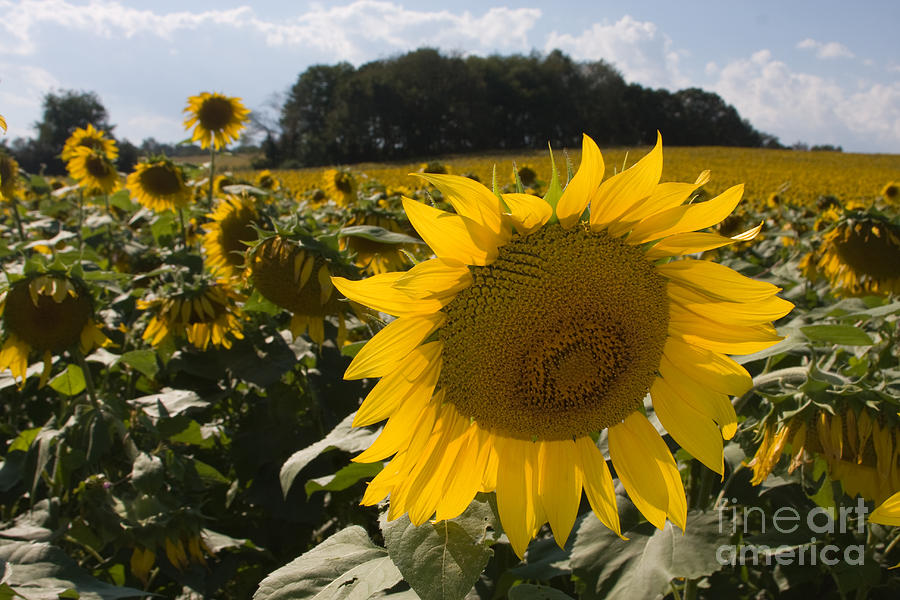 Sunflower Field Photograph by Chris Scroggins