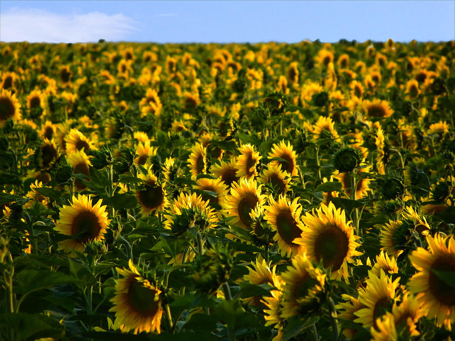 Sunflower Field Photograph By Christy Patino - Fine Art America