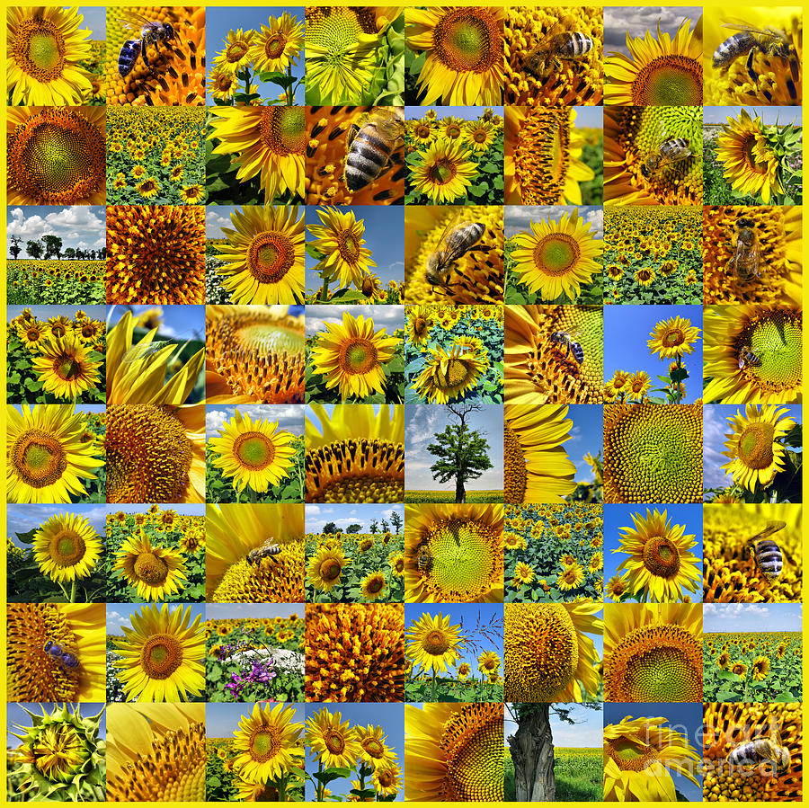 Sunflower Field Collage In Yellow Photograph