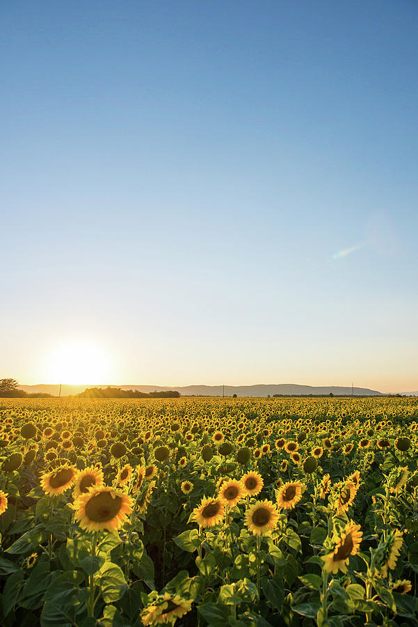 Sunflower Field Photograph by Copyright Radu Dan