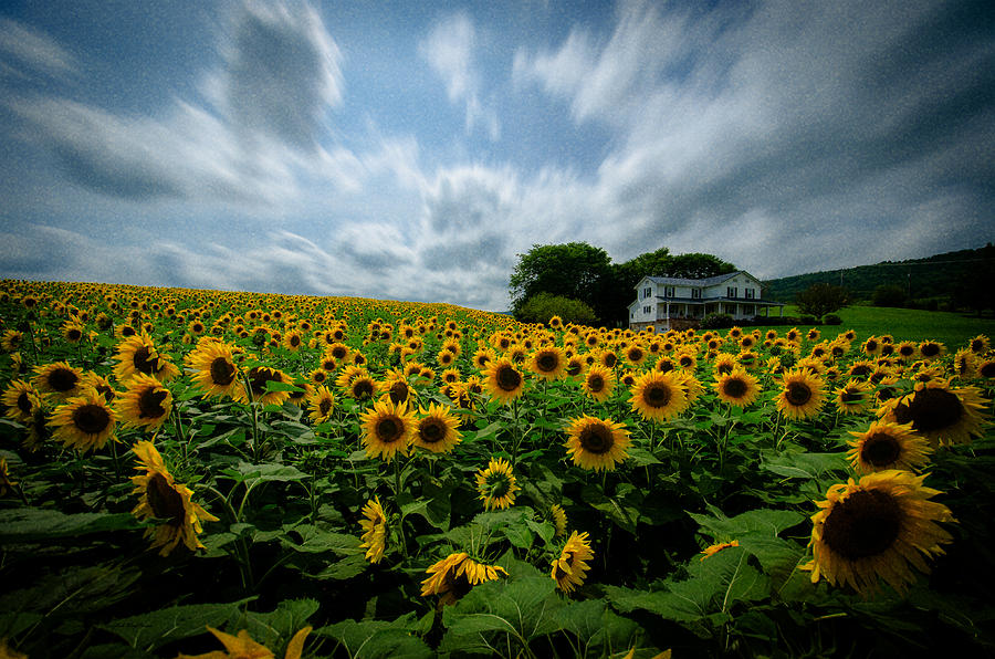 Flower Photograph - Sunflower field by Crystal Wightman