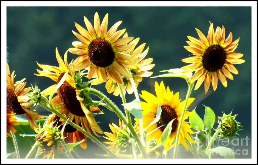 Sunflower Field CT Summer 2014 Photograph by Rebecca Malo Fine Art