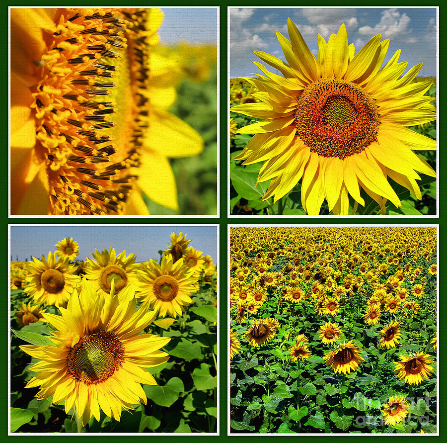 Sunflower field  Photograph by Daliana Pacuraru