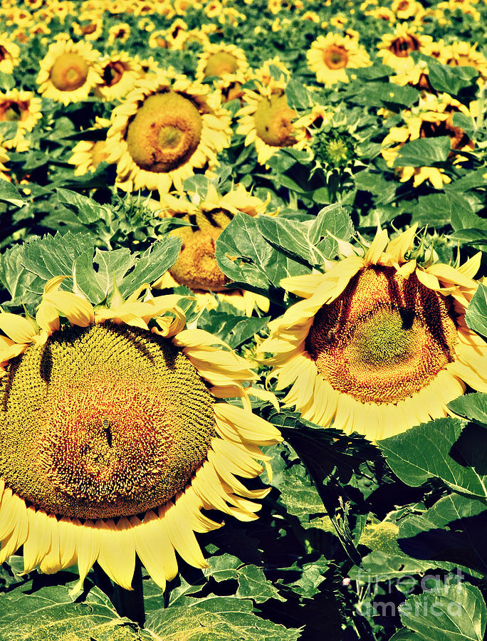 Spring Photograph - Sunflower Field by Dan Radi