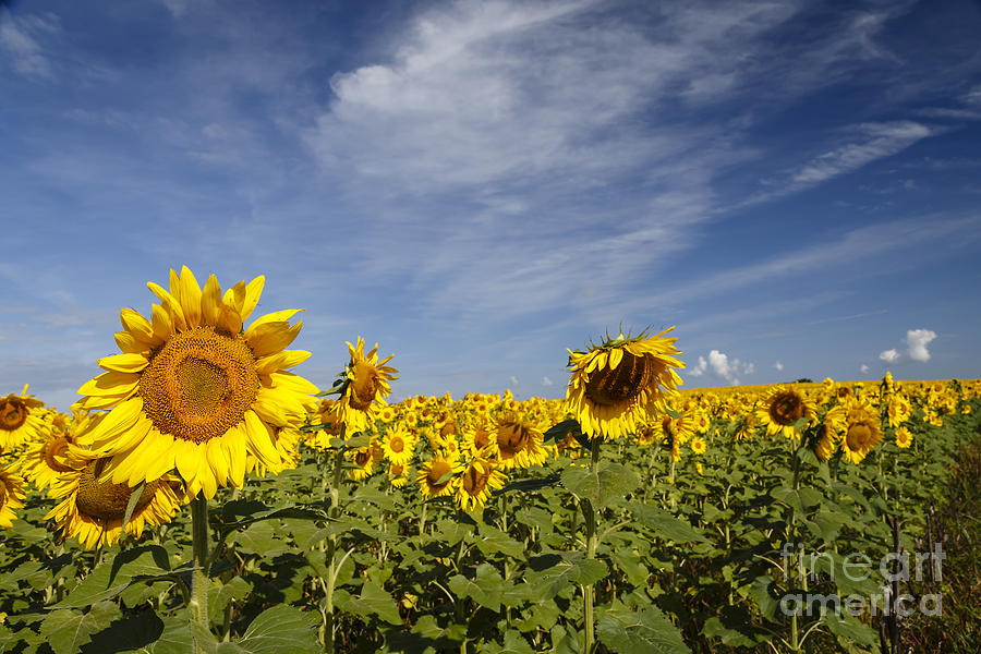 Sunflower Field Photograph by Dennis Hedberg