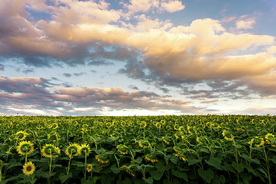 Sunflower Field During Sunset Photograph by Brandon Huttenlocher Sunflower Field During Sunset Photograph by Brandon Huttenlocher