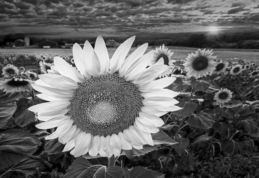 Sunflower Field Forever BW Photograph by Susan Candelario