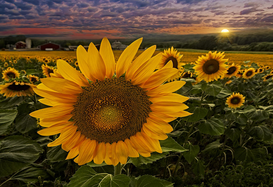 Sunflower Field Forever Photograph by Susan Candelario
