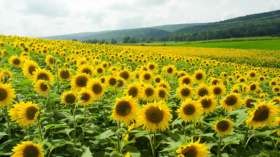 Flower Photograph - Sunflower Field by Gary Wightman