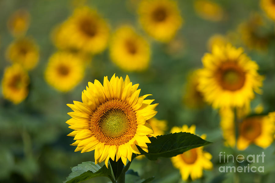 Sunflower Field in Bloom I Photograph by Clarence Holmes