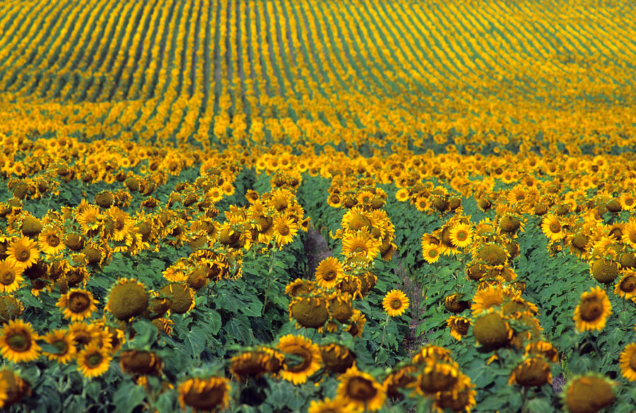 Sunflower Field In Eastern Colorado Photograph by David R. Frazier