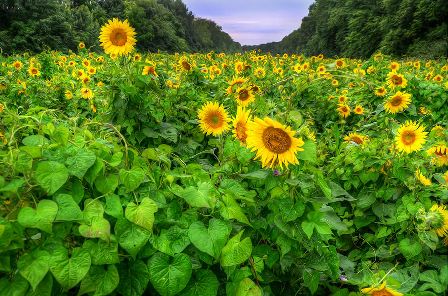 Sunflower Field in Oil Photograph by Michael Donahue