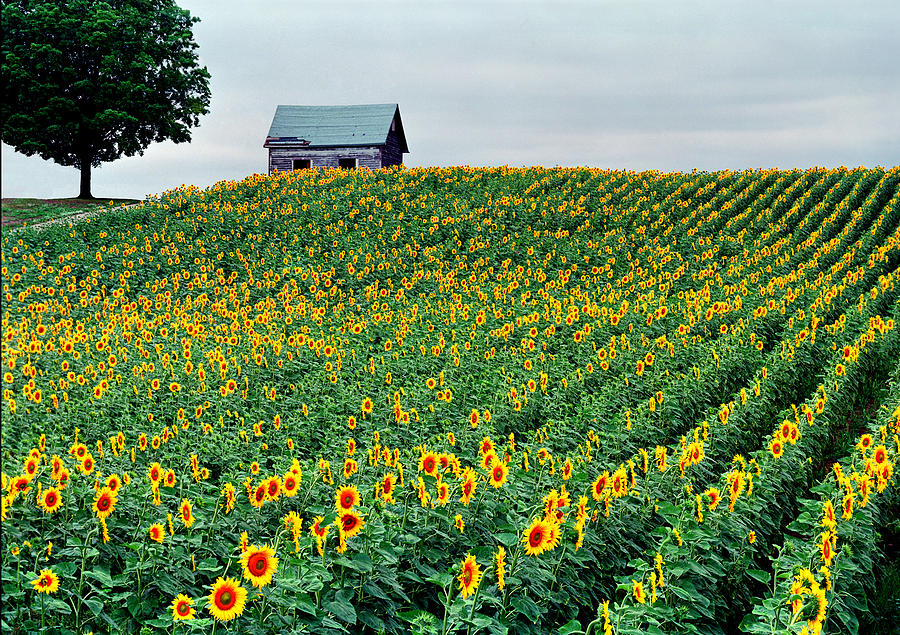 Sunflower Field in West Michigan Photograph by Kris Rasmusson