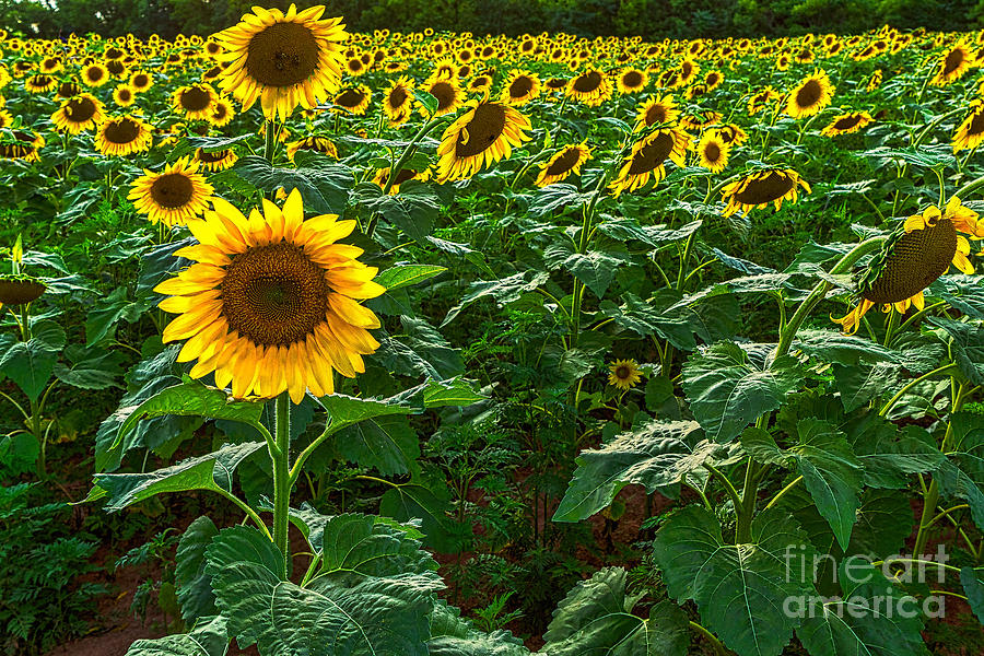 Sunflower field Photograph by Izet Kapetanovic