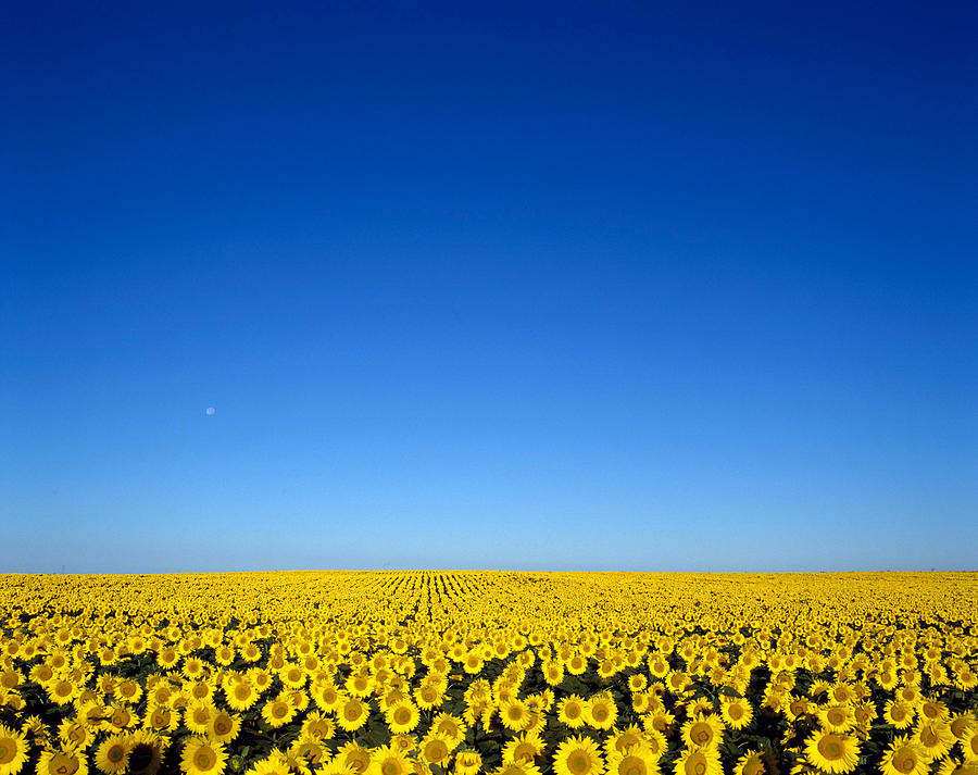 Sunflower Field Photograph by Jeffrey Lepore