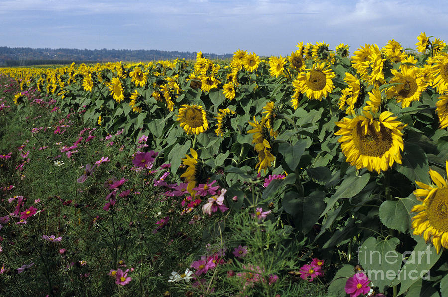 Sunflower Field Photograph by Jim Corwin