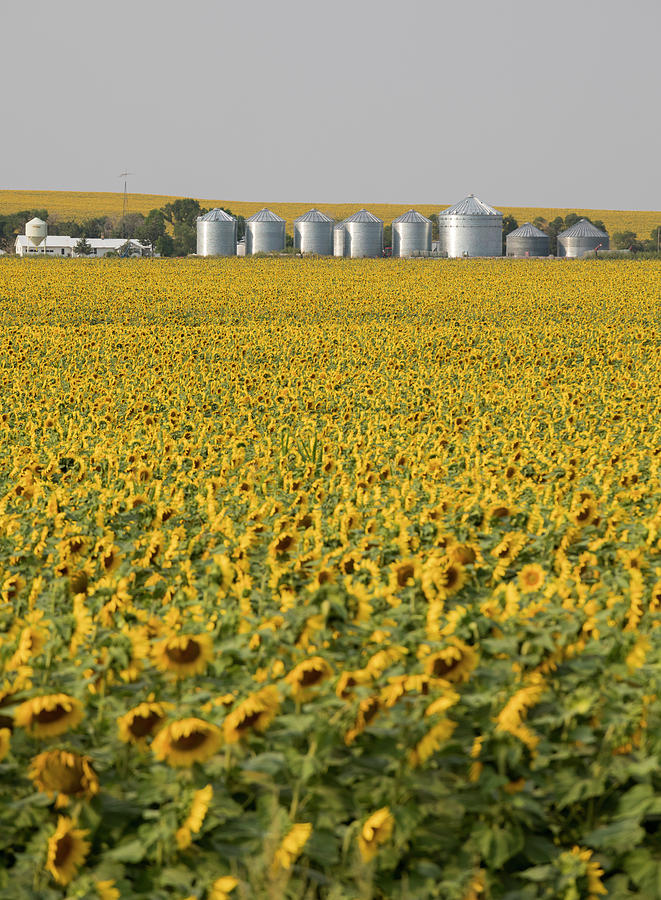 Sunflower Field Photograph by Jim West/science Photo Library