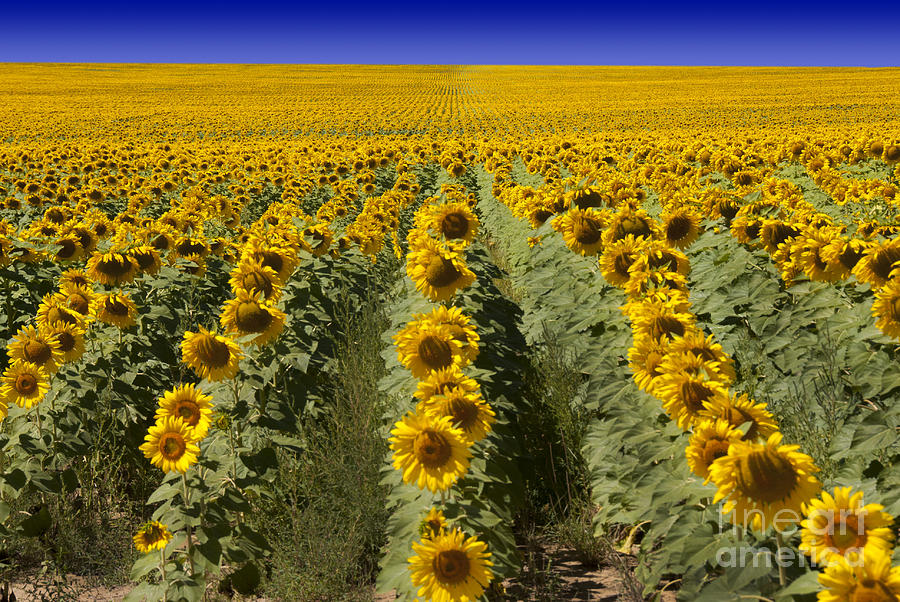 Sunflower Field Photograph by Juli Scalzi