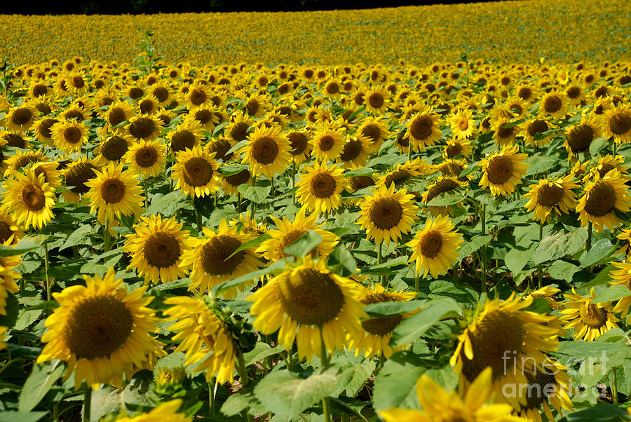 Sunflower Field Photograph by Mark Dodd