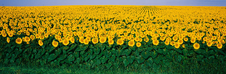 Sunflower Photograph - Sunflower Field, Maryland, Usa by Panoramic Images