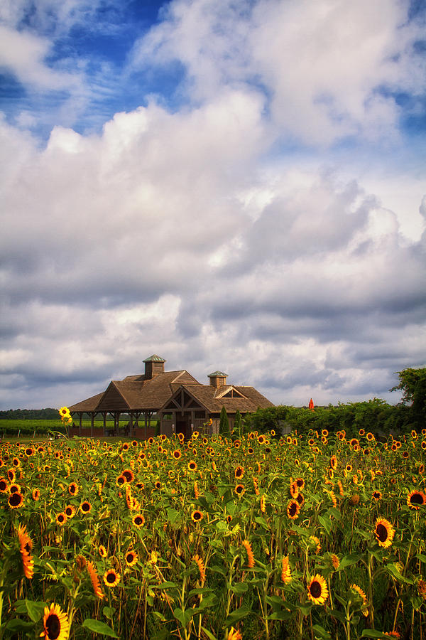 Sunflower Field Photograph by Marzena Grabczynska Lorenc