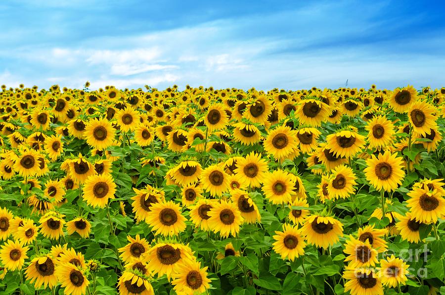 Fall Photograph - Sunflower field by Mike Ste Marie