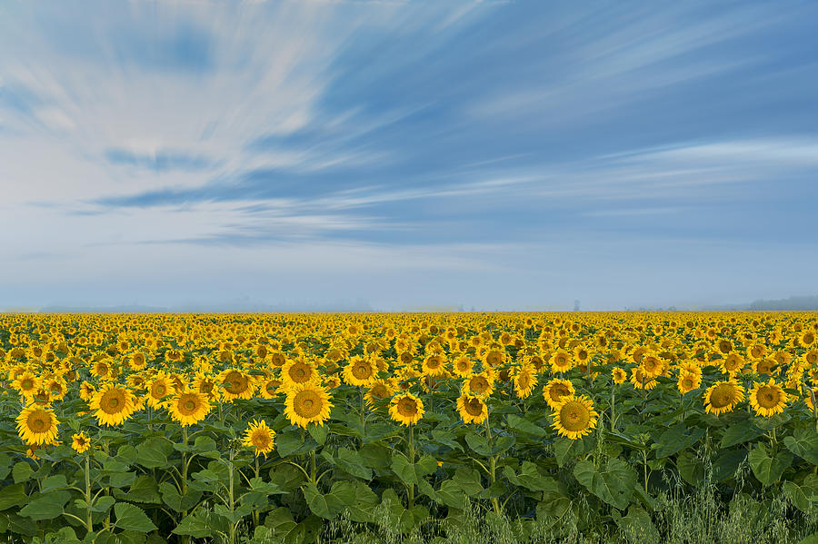 Sunflower Field Photograph by Nebojsa Novakovic