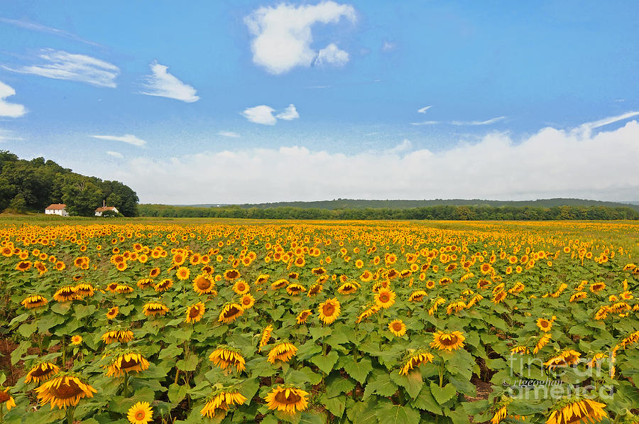 Sunflower Field New Jersey Photograph By Regina Geoghan Pixels 1361