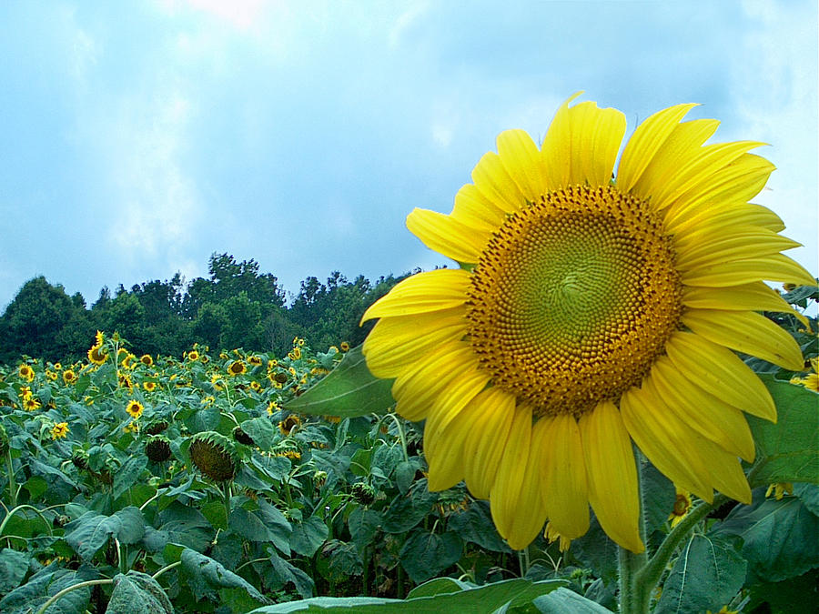 Sunflower Field of Yellow Sunflowers by Jan Marvin Studios  Photograph by Jan Marvin
