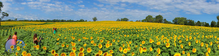 Sunflower Field Panorama Photograph by Alan Hutchins