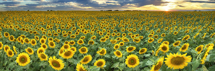 Sunflower Field Panorama - Texas Wildflower Images Photograph