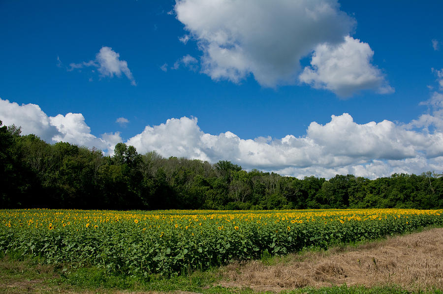 Sunflower Field Photograph by Randall Branham