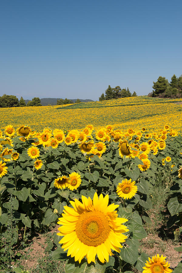 Sunflower field Photograph by Roy Pedersen