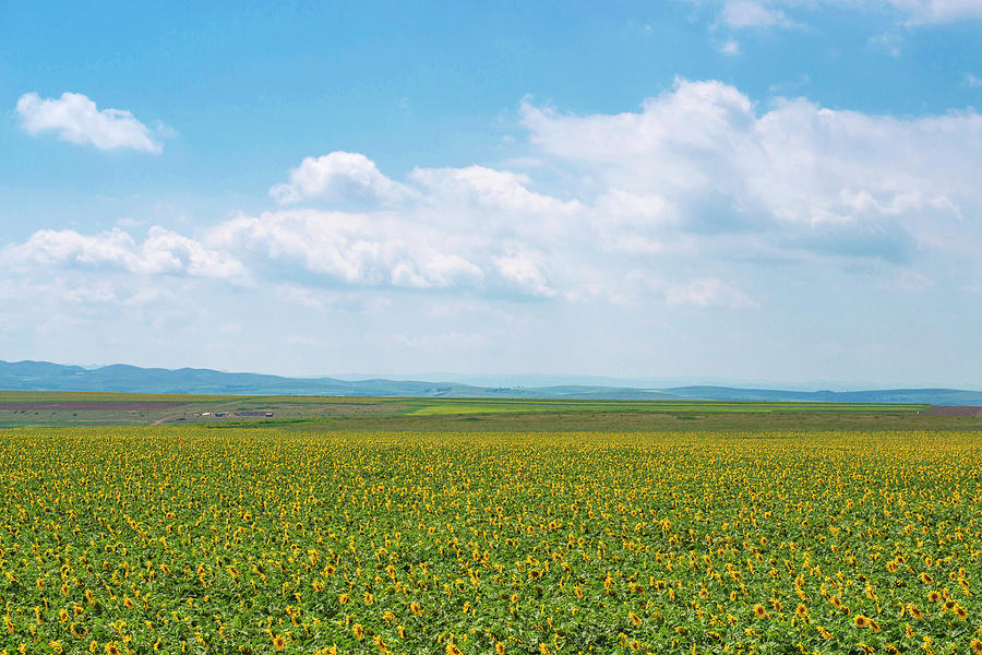 Sunflower Field Photograph by Shan Shui