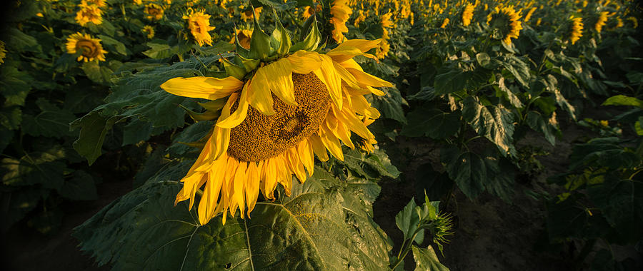 Sunflower Photograph - Sunflower Field by Steve Gadomski