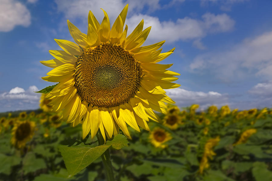 Sunflower Field Photograph by Susan Candelario