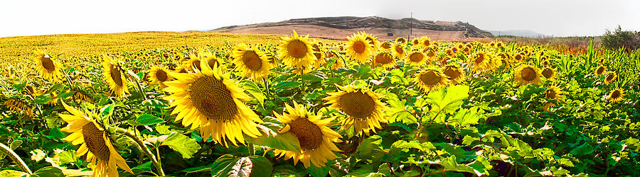 Sunflower field Photograph by Weston Westmoreland