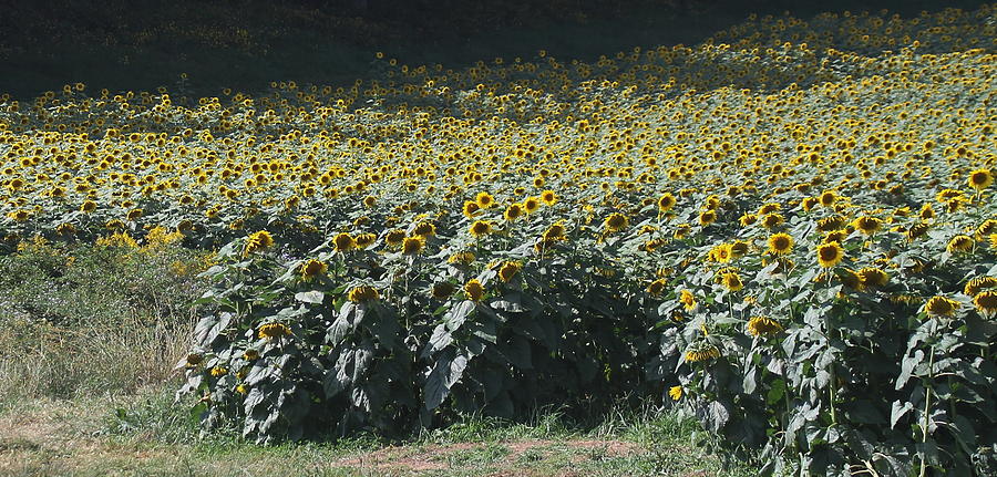 Sunflower Photograph - Sunflower Fields 2 by Cathy Lindsey