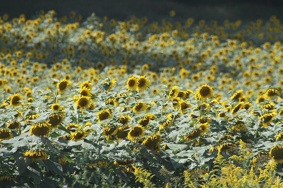 Sunflower Photograph - Sunflower Fields 8 by Cathy Lindsey