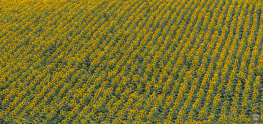 Sunflower fields forever Photograph by Anatole Beams