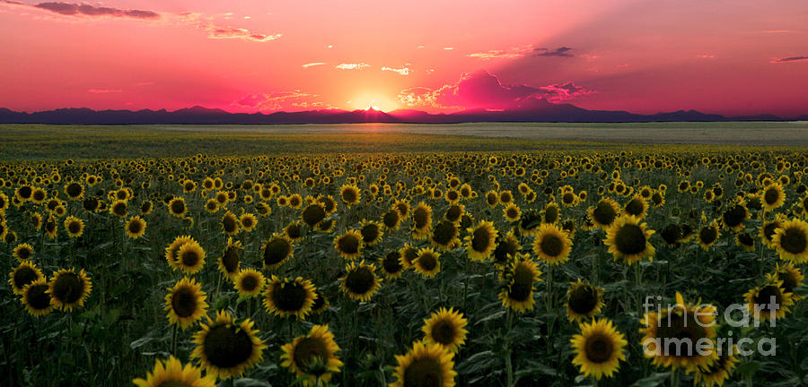 Sunflower Fields Forever Photograph by Jennifer Camp