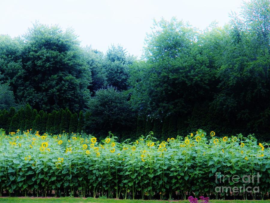 Sunflower Fields Forever   Three Photograph by Judy Via-Wolff
