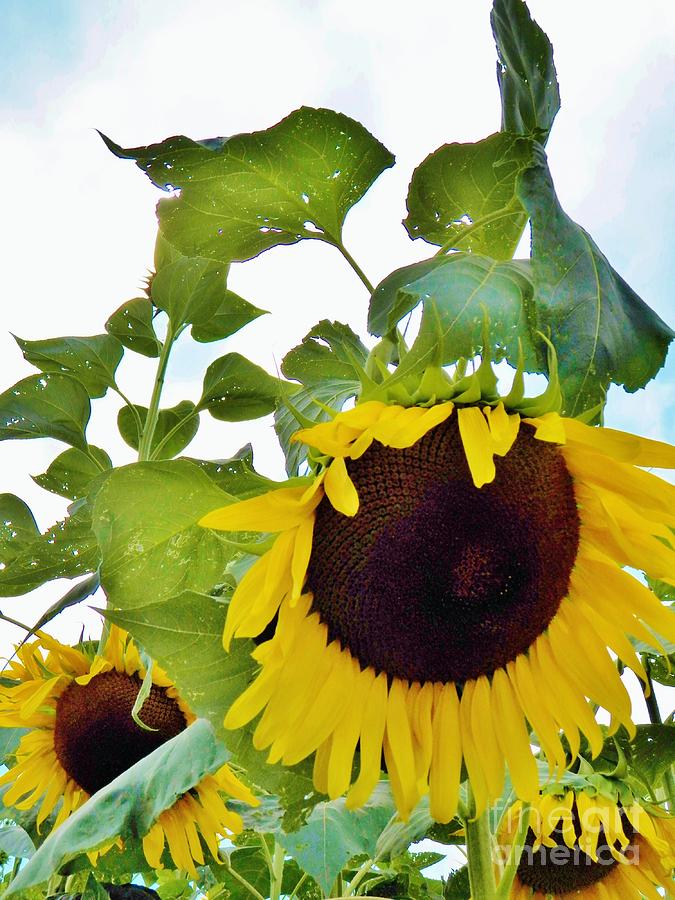 Sunflower Photograph - Sunflower Fields Forever Two by Judy Via-Wolff