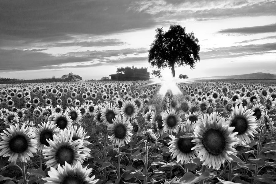 Mountain Photograph - Sunflower Fields in Black and White by Debra and Dave Vanderlaan