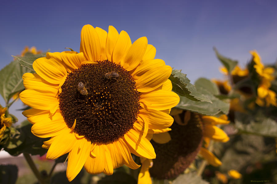Sunflower Photograph - SunFlower Fields by Miguel Winterpacht